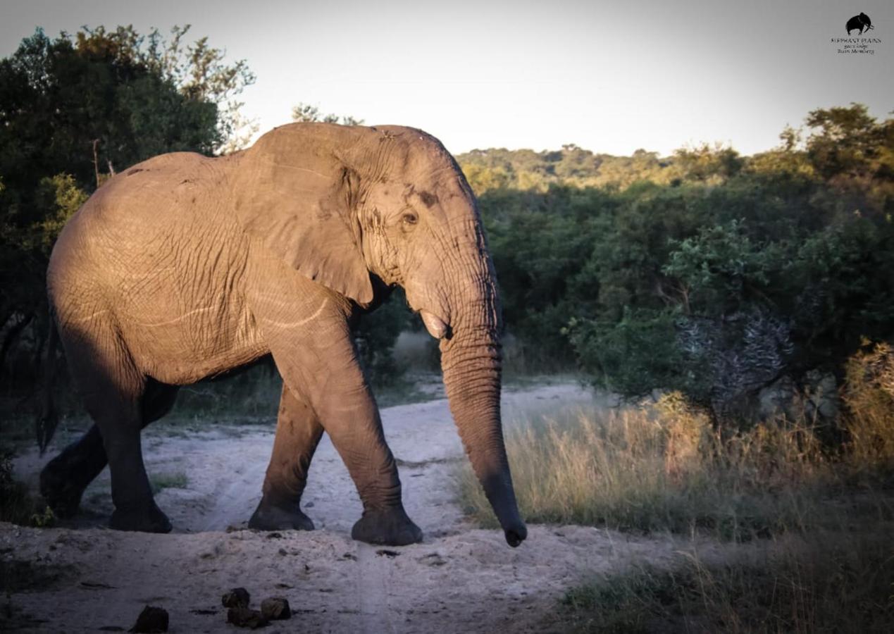 Elephant Plains Game Lodge Резерват Саби Сенд Гейм Екстериор снимка