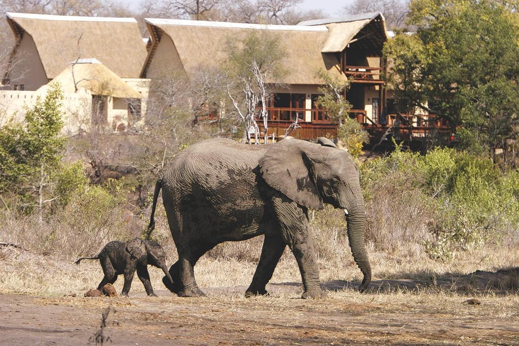 Elephant Plains Game Lodge Резерват Саби Сенд Гейм Екстериор снимка